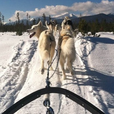 Things To Do Dog Sleds